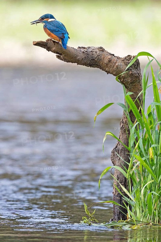Common Kingfisher (Alcedo atthis) juvenile male, Saxony-Anhalt, Germany