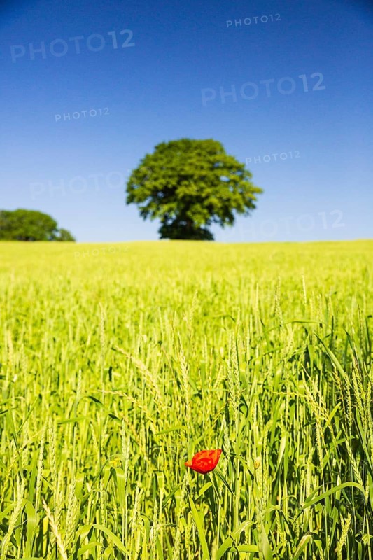 Common poppy, Papaver rhoeas, in front of a wheat field and a tree