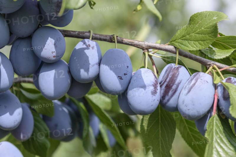 Plum (Prunus domestica 'Haroma'), LVG Erfurt, Erfurt, Thuringia, Germany