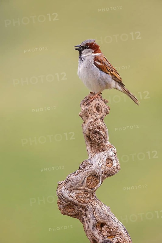 House sparrow, sparrow, (Passer domesticus), songbird, sparrow family, sparrows, perch, biotope, Hides de El Taray / Lesser Kestr, Villafranca de los Caballeros, Castilla La Mancha / Toledo, Spain