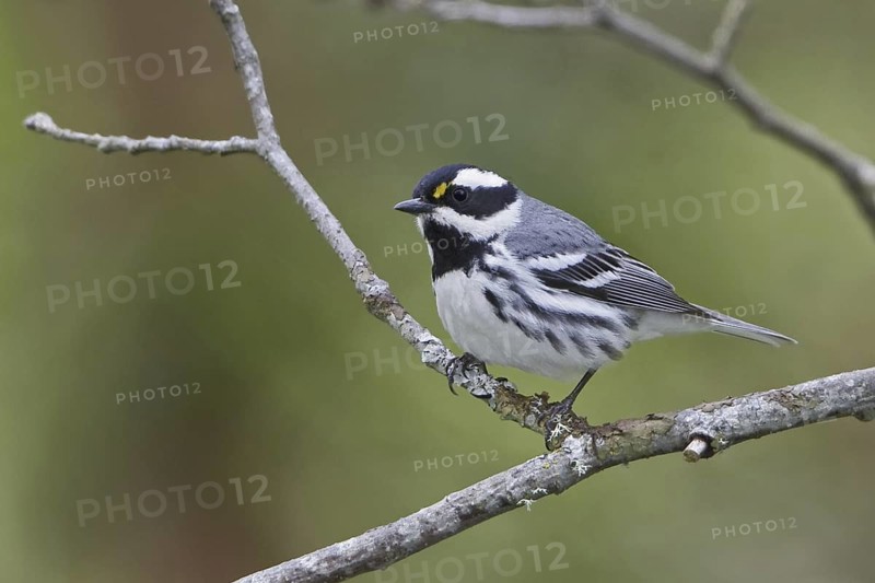 Black-throated Grey Warbler (Setophaga nigrescens), British Columbia, Canada