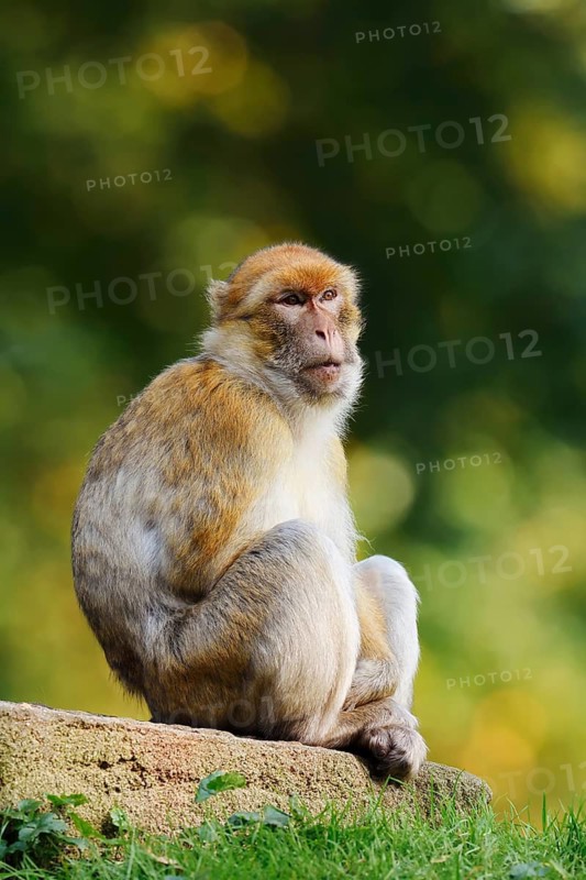 Barbary macaque or magot (Macaca sylvanus), captive, occurring in Morocco