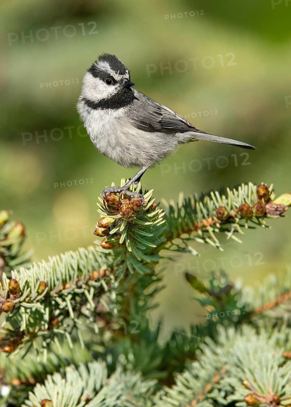 Mountain Chickadee (Poecile gambeli) perched on a conifer branch, British Columbia, Canada