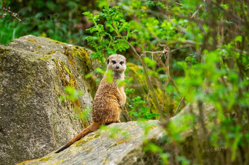 Meerkat (Suricata suricatta) standing on a rock looking around, curious, Germany