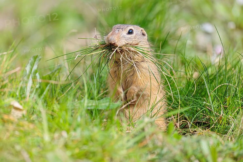 A fully grown European ground squirrel (Spermophilus citellus) carries nesting material in its mouth. Austria