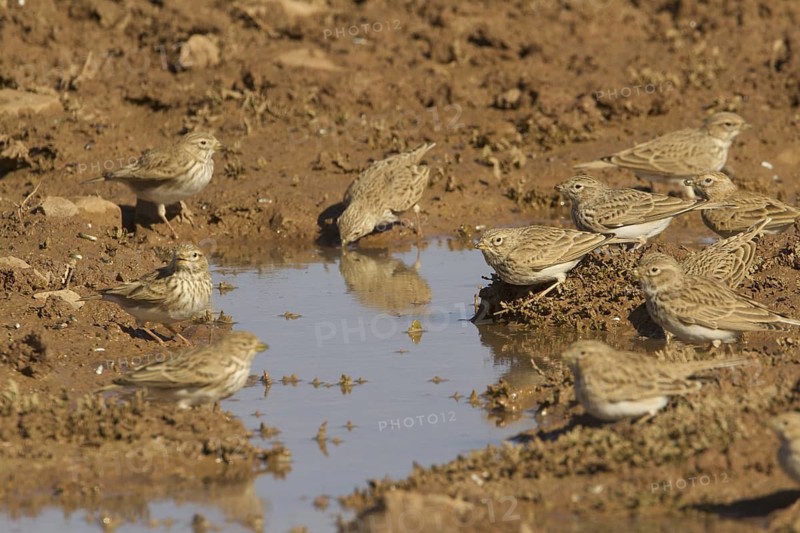 Lesser Short-toed Lark (Alaudala rufescens), Morocco