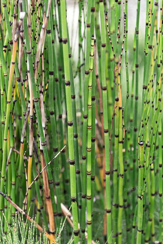Horsetail (Equisetum hyemale),  Austria