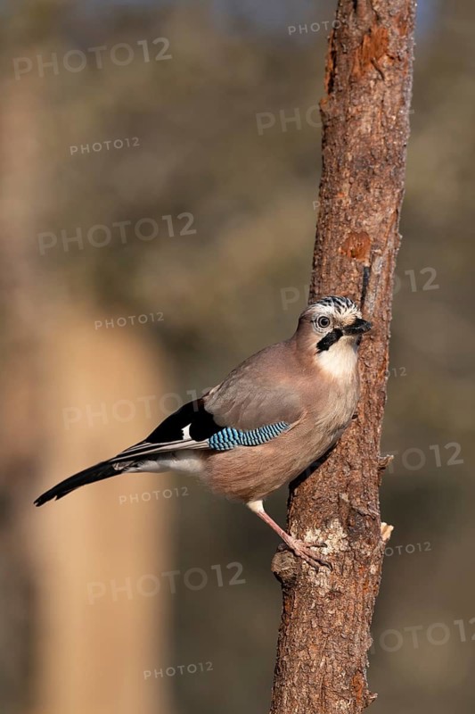 Eurasian Jay, Bitburg, Rhineland-Palatinate, Germany