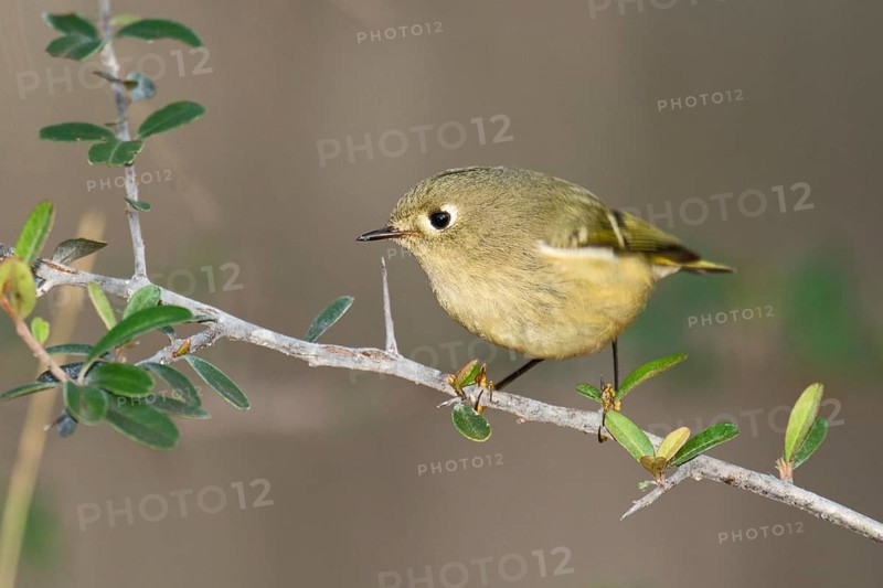 Ruby-crowned Kinglet (Regulus calendula), Texas, USA