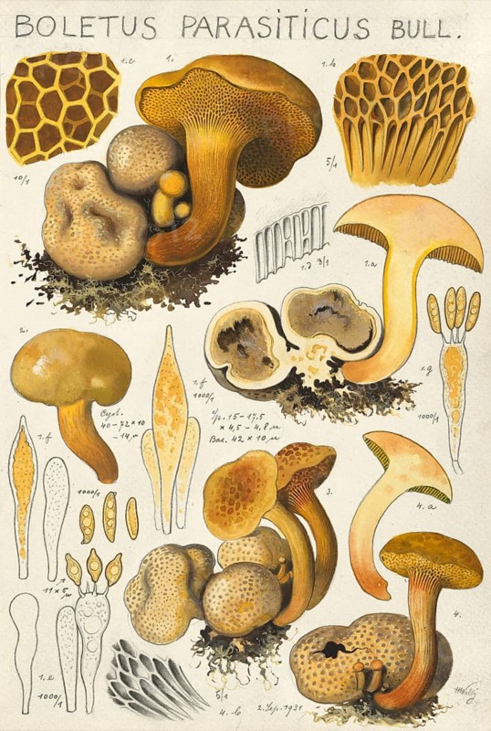 Mushroom, fungi, Parasitic Bolete, Pseudoboletus parasiticus, syn. Xerocomus parasiticus syn Boletus parasiticus, also known as parasitic bolete or parasitic felt bolete, authentic reproduction of an illustration by Hans Walty (1868-1948) from about the year 1915, historical