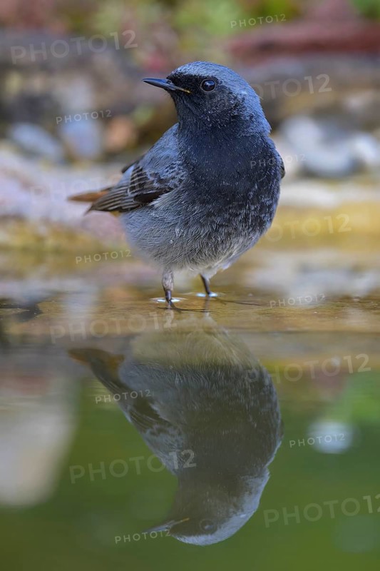 Black redstart (Phoenicurus ochruros), male standing in water, biosphere reserve, Swabian Alb, Baden-Württemberg, Germany