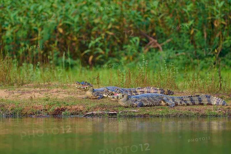 Two caimans resting on the riverbank, surrounded by dense vegetation, spectacled caiman (Caiman yacare, Caiman crocodilus yacare), Pantanal, Mato Grosso, Brazil