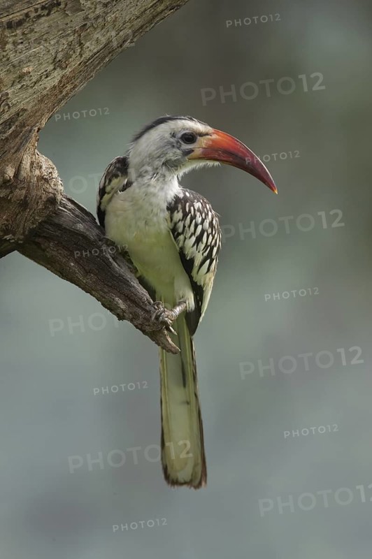 Northern Red-billed Hornbill (Tockus erythrorhynchus), Masai Mara, Kenya