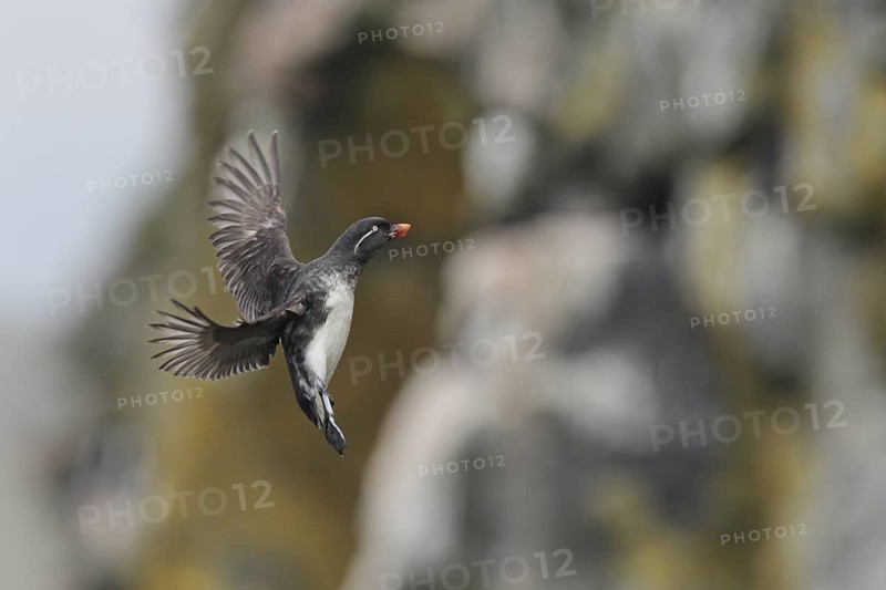 Parakeet Auklet (Aethia psittacula) flying, Alaska, USA