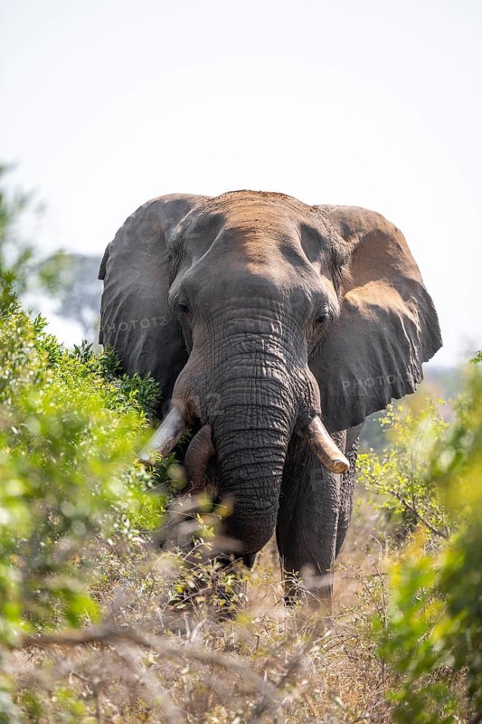 African elephant (Loxodonta africana), male, animal portrait between green bushes, Kruger National Park, South Africa