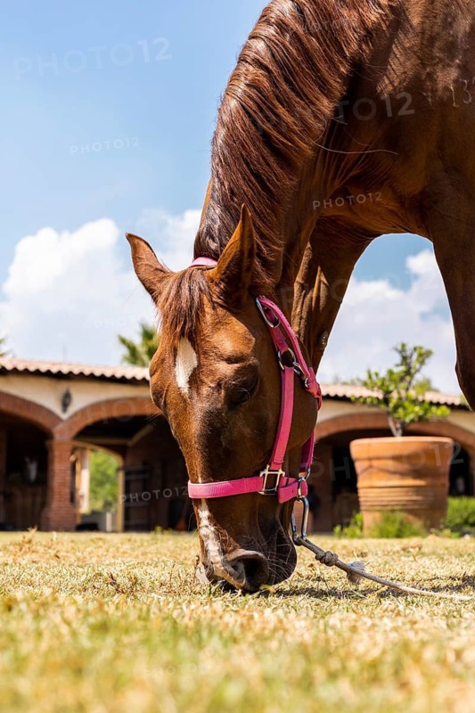 A young foal with a shiny brown coat and pink halter grazes peacefully on yellowish green grass, with a rustic barn and blue sky creating a serene rural backdrop