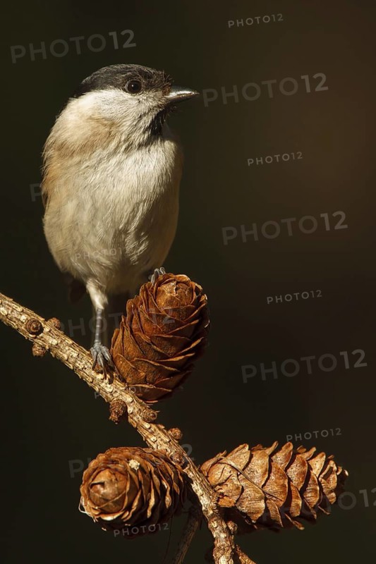 Marsh Tit (Poecile palustris), Utrecht, Netherlands