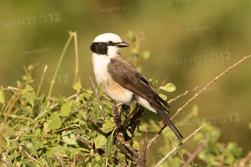 Northern White-crowned Shrike (Eurocephalus ruppelli), Samburu, Kenya