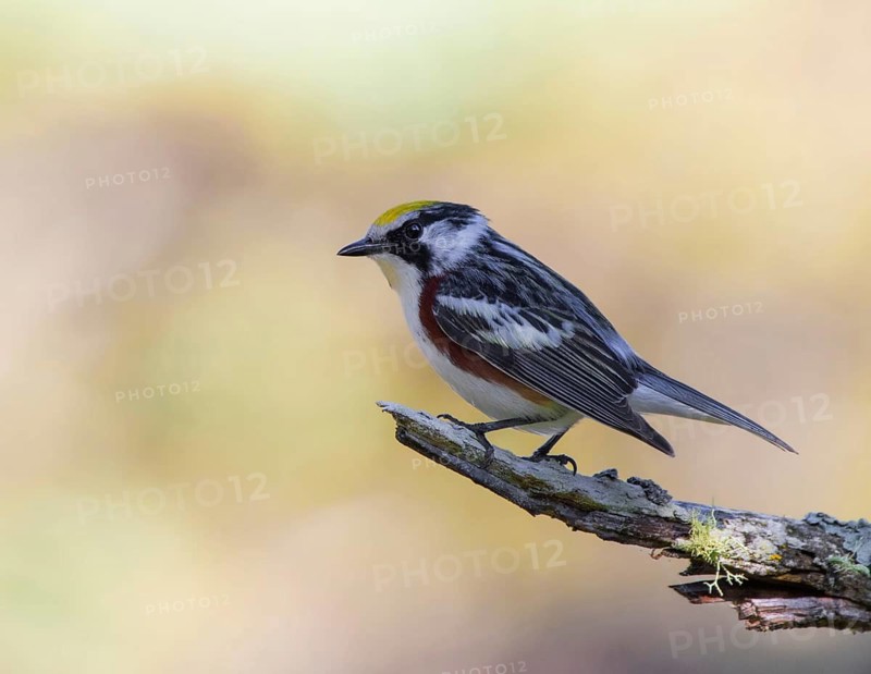 A male Chestnut-sided Warbler, Setophaga pensylvanica perched in the Nisbet Forest, Saskatchewan