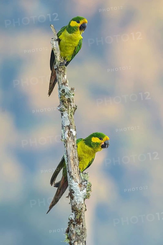 Yellow-eared Parrot (Ognorhynchus icterotis) perched on a branch in the mountains of Colombia, South America