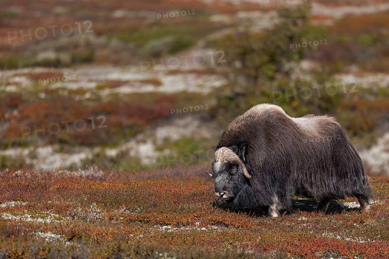 An impressive mochus ox bull (Ovibos moschatus) in the autumnal tundra, autumn, Ruska, autumn colours, tundra landscape, Norway