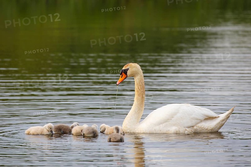 Mute Swan (Cygnus olor) female with chicks, North Rhine-Westphalia, Germany