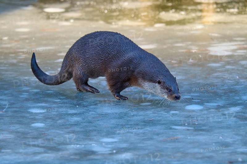 Otter moving over frozen surface in clear blue environment, winter, Otter (Lutra lutra), Hesse, Germany