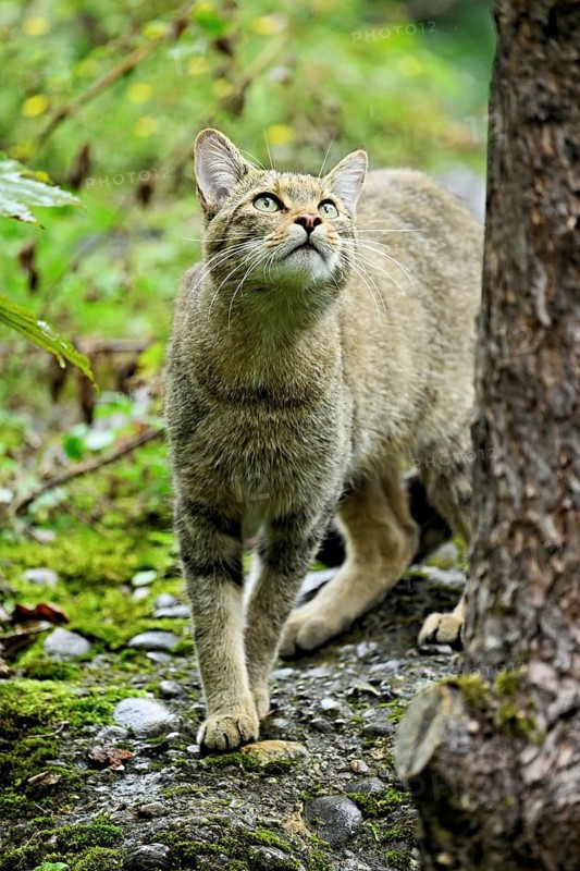 European wildcat or forest cat (Felis silvestris), captive, Switzerland