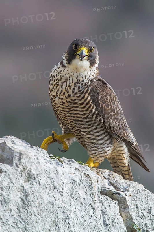 Peregrine Falcon (Falco peregrinus) perched on a rock, Istria, Croatia