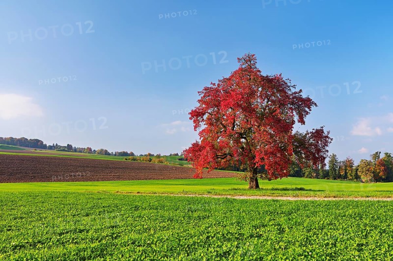 Red discoloured pear tree (Pyrus), standing in a meadow, Beinwil, Freiamt, Canton Aargau, Switzerland