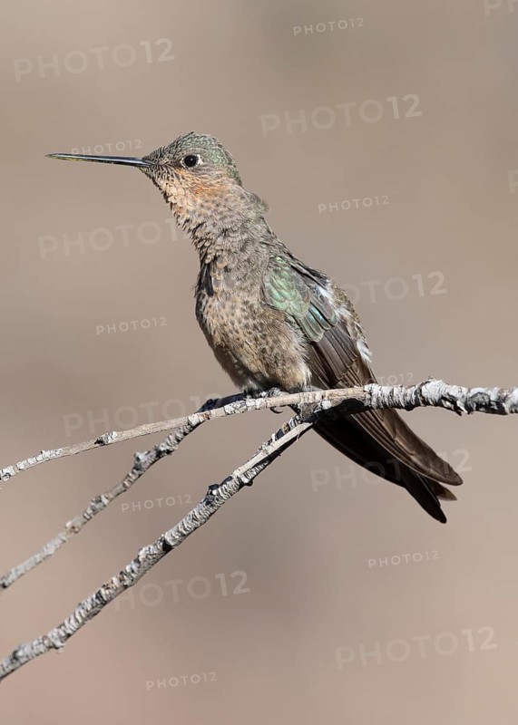 Giant Hummingbird (Patagona gigas) perched on a branch, Metropolitana, Chile