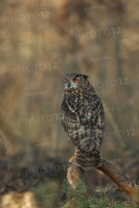 Eurasian Eagle-Owl (Bubo bubo), Baden-Wuerttemberg, Germany