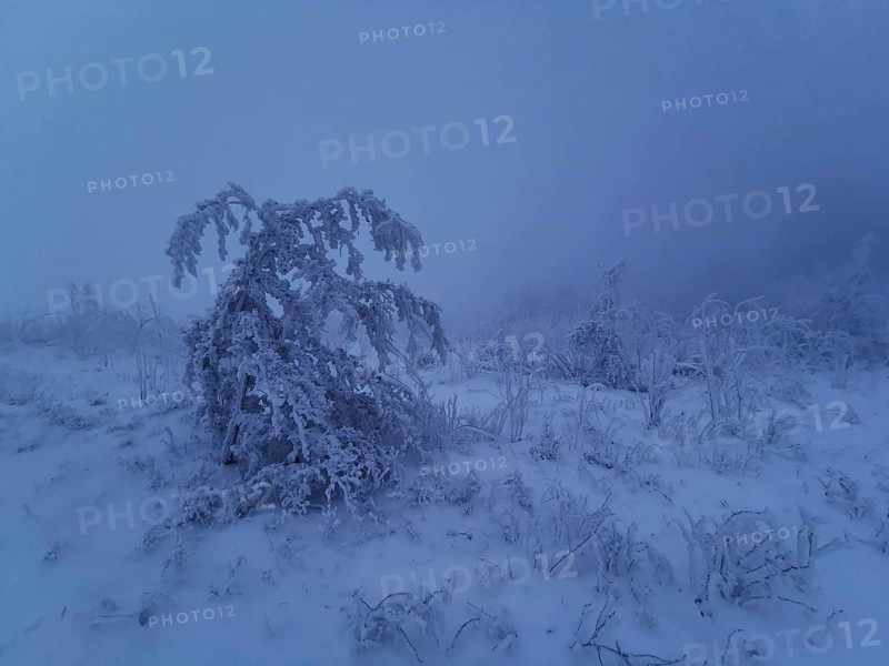 Snowy landscape with lonely tree in fog, dark, cold atmosphere, Rennsteig, Thuringian Forest nature park Park
