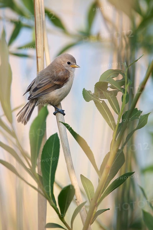 Eurasian Penduline Tit (Remiz pendulinus) juvenile, one week after leaving the nest, Saxony-Anhalt, Germany