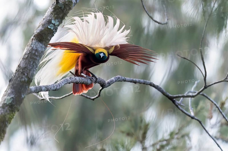 Lesser Bird-of-paradise (Paradisaea minor) perched on a branch in Papua New Guinea