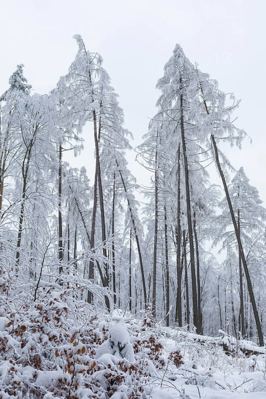 Very sparse forest due to tree dieback, winter landscape at Czorneboh, Upper Lusatia, Saxony, Germany