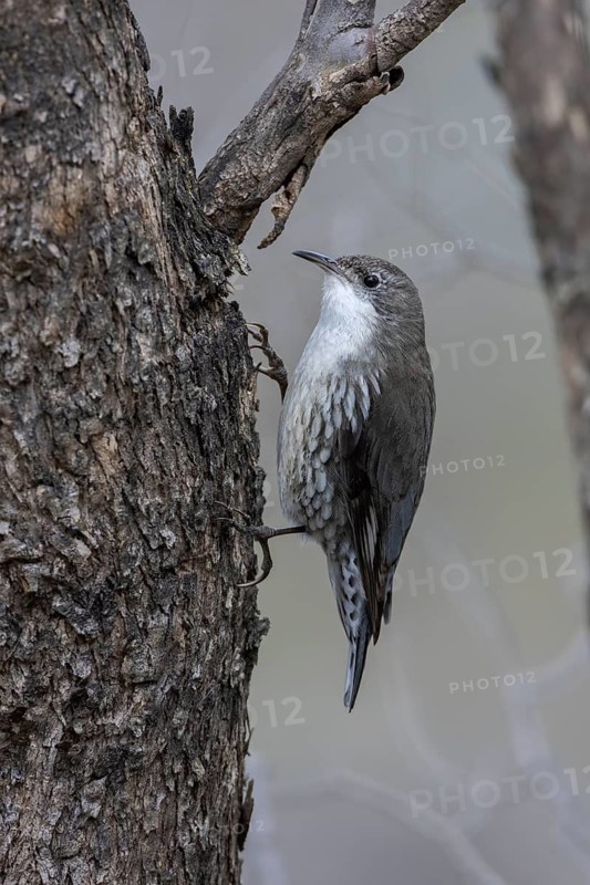 White-throated Treecreeper (Cormobates leucophaea) male, Victoria, Australia