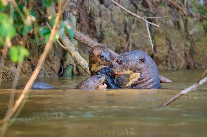 Otter family playing in the water next to a river bank, giant otter (Pteronura brasiliensis), Pantanal, Mato Grosso, Brazil