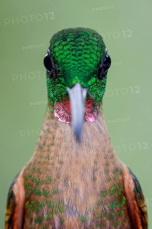 Perched on a branch in Ecuador