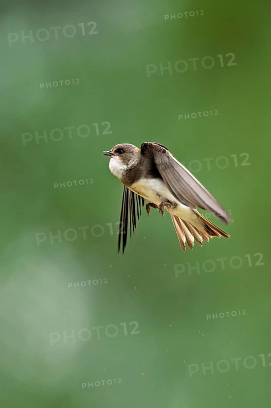 Sand martin (Riparia riparia), in flight, Reussegg nature reserve, Canton Aargau, Switzerland