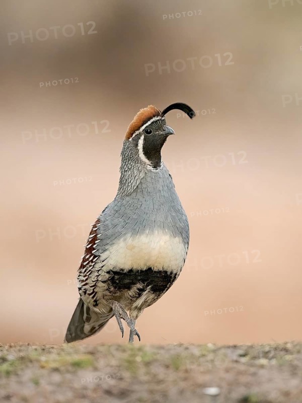 Gambel's Quail (Callipepla gambelii) male on ground, Arizona, USA