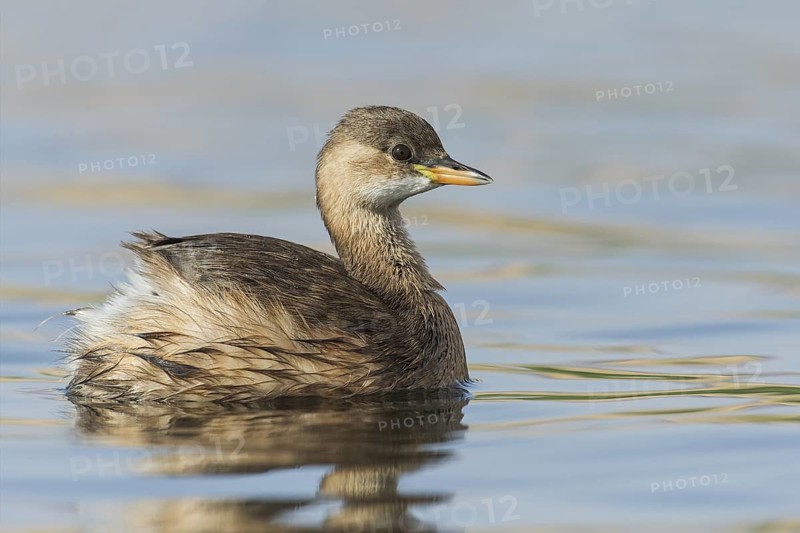 Little Grebe (Tachybaptus ruficollis), Eilat, Israel