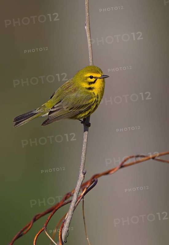 Prairie Warbler (Setophaga discolor) male, Ohio, USA