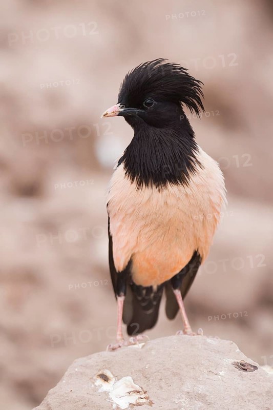 Rose-coloured Starling - Rostenstar - Pastor roseus, Kazakhstan, adult