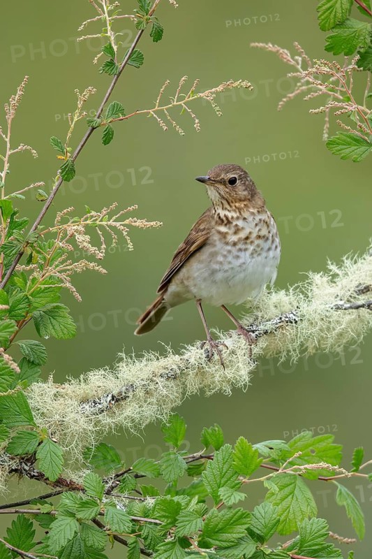 Swainson's Thrush (Catharus ustulatus) perched on a branch in Victoria, BC, Canada