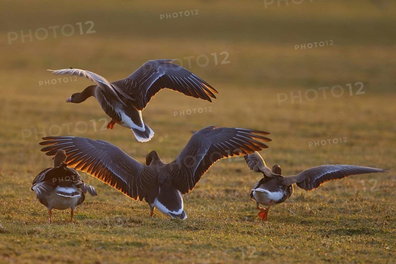 Greater White-fronted Goose (Anser albifrons), North Rhine-Westphalia, Germany