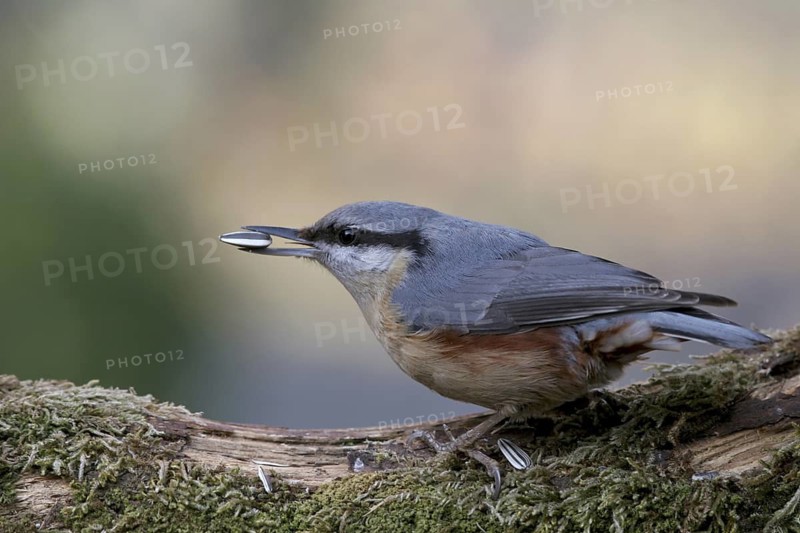 Eurasian Nuthatch (Sitta europaea), Baden-Wuerttemberg, Germany