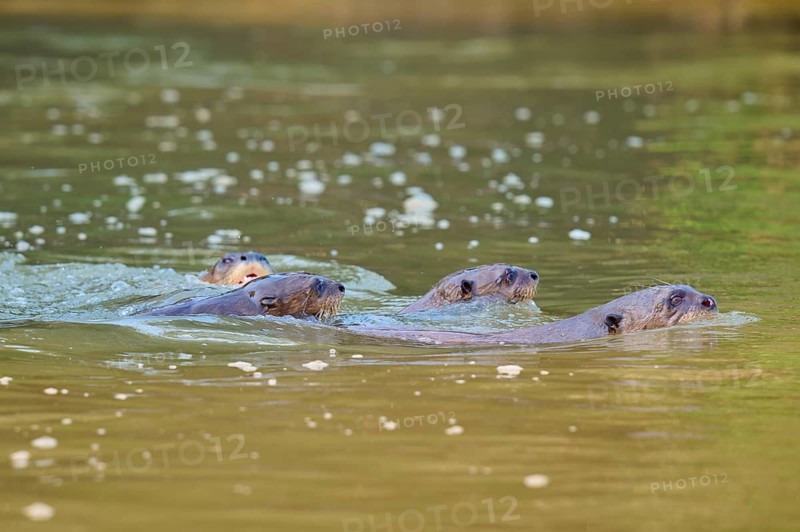 Four otters swimming close together in the calm river, surrounded by green nature and soft light reflections, giant otter (Pteronura brasiliensis), Pantanal, Mato Grosso, Brazil