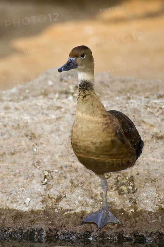 Fulvous Whistling Duck (Dendrocygna bicolor), Arizona, USA