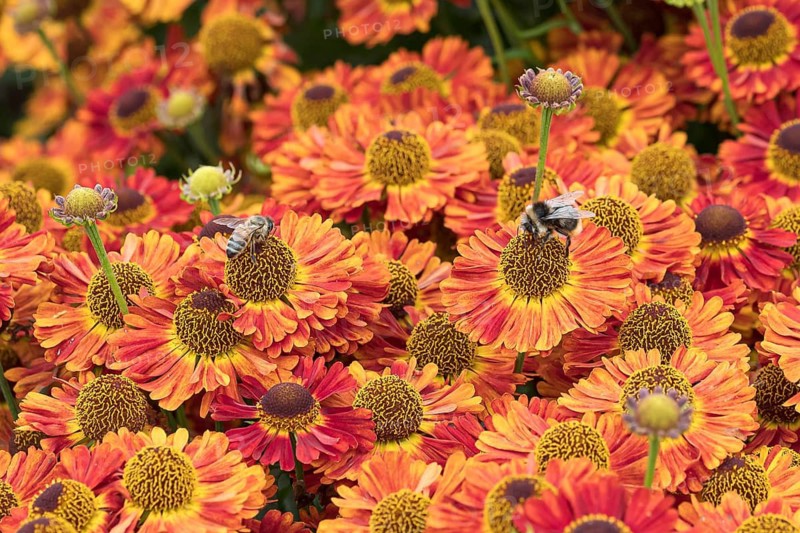 Sunflower (Helenium 'Salsa'), RHS Garden Bridgewater, Great Britain